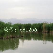 ѧУ